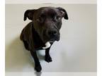American Pit Bull Terrier DOG FOR ADOPTION RGADN-1259418 - LIL MAMA - Pit Bull