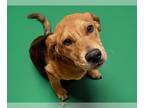 Beagle Mix DOG FOR ADOPTION RGADN-1259426 - JERAMY - Beagle / Mixed (short coat)