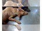 German Shepherd Dog Mix DOG FOR ADOPTION RGADN-1259442 - ANNA - German Shepherd