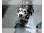 American Staffordshire Terrier Mix DOG FOR ADOPTION RGADN-1259445 - ACES -