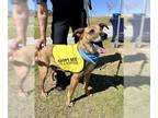 Shepradors DOG FOR ADOPTION RGADN-1259462 - PHOEBE - Labrador Retriever / German