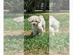Zuchon DOG FOR ADOPTION RGADN-1259466 - Noah - Bichon Frise / Shih Tzu / Mixed