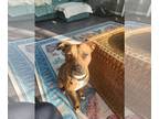 Boxer Mix DOG FOR ADOPTION RGADN-1259467 - HATTIE (COURTESY POST) - Boxer /