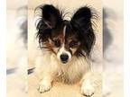 Papillon Mix DOG FOR ADOPTION RGADN-1259475 - Mortimer Mouse Special Needs -