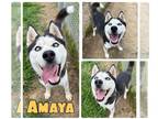 Mix DOG FOR ADOPTION RGADN-1259476 - Amaya - Husky Dog For Adoption