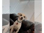 Jack-A-Bee DOG FOR ADOPTION RGADN-1259480 - Wyatt - Beagle / Jack Russell