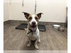 American Pit Bull Terrier-Beagle Mix DOG FOR ADOPTION RGADN-1259494 - MERCURY -