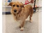 Border Terrier-Golden Retriever Mix DOG FOR ADOPTION RGADN-1259503 -