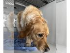 Golden Retriever DOG FOR ADOPTION RGADN-1259508 - DAISY - Golden Retriever (long