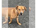 Labrador Retriever Mix DOG FOR ADOPTION RGADN-1259509 - Zucchini - Labrador