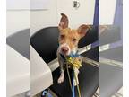 American Pit Bull Terrier-Ibizan Hound Mix DOG FOR ADOPTION RGADN-1259517 -