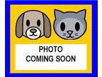 Miniature Pinscher DOG FOR ADOPTION RGADN-1259530 - MR.RUFF - Miniature Pinscher