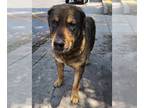 Mastiff Mix DOG FOR ADOPTION RGADN-1259531 - TITAN - Mastiff / Mixed (medium