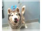 Huskies Mix DOG FOR ADOPTION RGADN-1259533 - *SAM - Husky / Mixed (medium coat)