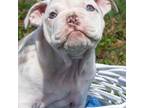 Bulldog Puppy for sale in Upper Sandusky, OH, USA