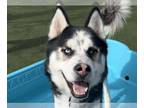 Alusky DOG FOR ADOPTION RGADN-1259547 - MINT CHIP - Alaskan Malamute / Siberian