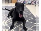 Labrador Retriever DOG FOR ADOPTION RGADN-1259567 - WAYLON - Labrador Retriever