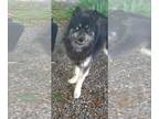 Siberian Husky DOG FOR ADOPTION RGADN-1259583 - Max: At the shelter - Siberian