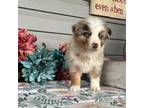 Australian Shepherd Puppy for sale in Sheridan, AR, USA