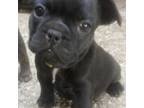 French Bulldog Puppy for sale in Chowchilla, CA, USA