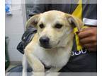 Shiba Inu Mix DOG FOR ADOPTION RGADN-1259619 - A431864 - Shiba Inu / Mixed