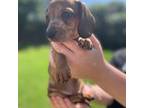 Dachshund Puppy for sale in Hutto, TX, USA