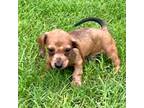 Dachshund Puppy for sale in Hutto, TX, USA