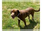 Chinese Shar-Pei-Labrador Retriever Mix DOG FOR ADOPTION RGADN-1259655 -