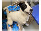 Labrador Retriever Mix DOG FOR ADOPTION RGADN-1259657 - SARAH MAY - Labrador