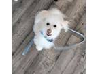 Bichon Frise Puppy for sale in Mansfield, TX, USA