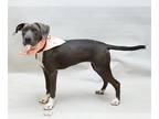 American Pit Bull Terrier-Pointer Mix DOG FOR ADOPTION RGADN-1259665 - LUCY -