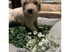 Mutt Puppy for sale in Forney, TX, USA