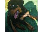 Rottweiler Puppy for sale in Thonotosassa, FL, USA