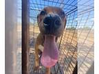 Rhodesian Ridgeback-Rottweiler Mix DOG FOR ADOPTION RGADN-1259680 - RUDY -