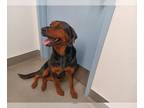 Rottweiler DOG FOR ADOPTION RGADN-1259682 - A108812 - Rottweiler (medium coat)