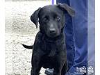 Labbe DOG FOR ADOPTION RGADN-1259685 - Coal - Labrador Retriever / Beagle /