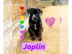 Boxer Mix DOG FOR ADOPTION RGADN-1259687 - Joplin - Boxer / Australian Cattle