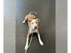 Staffordshire Bull Terrier Mix DOG FOR ADOPTION RGADN-1259693 - Sadie -