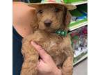 Labradoodle Puppy for sale in Orlando, FL, USA