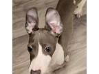 Italian Greyhound Puppy for sale in Sparks, NV, USA