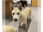 American Pit Bull Terrier Mix DOG FOR ADOPTION RGADN-1259718 - *RUMOR - Pit Bull