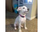 American Pit Bull Terrier Puppy for sale in Cincinnati, OH, USA