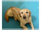 Golden Retriever Mix DOG FOR ADOPTION RGADN-1259732 - GRAVY - Golden Retriever /
