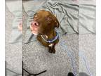 Labrador Retriever DOG FOR ADOPTION RGADN-1259734 - BROWNIE - Labrador Retriever