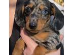 Dachshund Puppy for sale in Rockledge, FL, USA