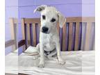 Mastador DOG FOR ADOPTION RGADN-1259744 - **ZIA** - Labrador Retriever / Mastiff