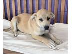 Mastador DOG FOR ADOPTION RGADN-1259746 - **ZEUS** - Labrador Retriever /