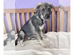 Mastador DOG FOR ADOPTION RGADN-1259747 - **OPIE** - Labrador Retriever /
