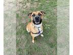 Boxer-Great Pyrenees Mix DOG FOR ADOPTION RGADN-1259748 - Russia - Boxer / Great