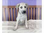 Mastador DOG FOR ADOPTION RGADN-1259749 - **GRYFFIN** - Labrador Retriever /